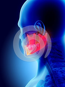 3D illustration of Mandible, medical concept.