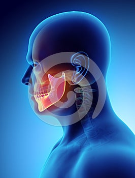 3D illustration of Mandible, medical concept.