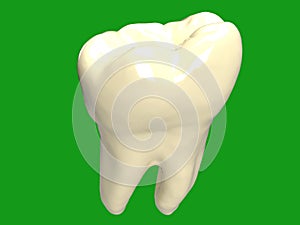 3D Illustration - Mandibular First Left Molar - Dentist - Dental