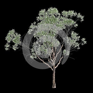 3d illustration of Melaleuca lanceolata tree isolated on black background