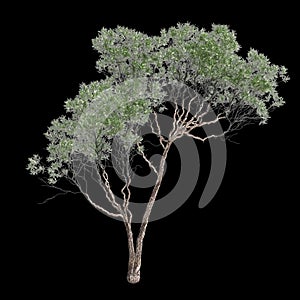 3d illustration of Melaleuca lanceolata tree isolated on black background