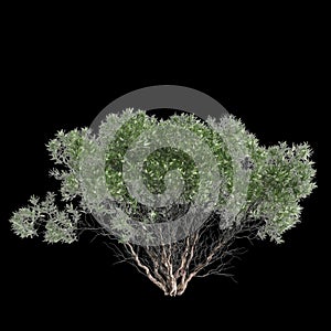 3d illustration of Melaleuca lanceolata tree isolated on black background