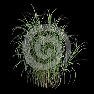 3d illustration of miscanthus floridulus bush isolated on black background