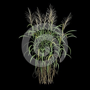 3d illustration of miscanthus floridulus bush isolated on black background