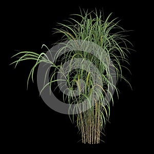 3d illustration of miscanthus floridulus bush isolated on black background