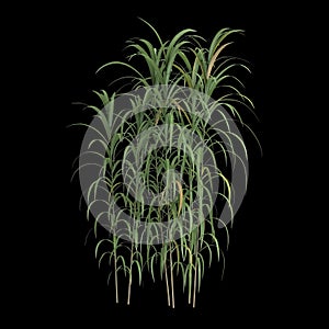 3d illustration of miscanthus floridulus bush isolated on black background