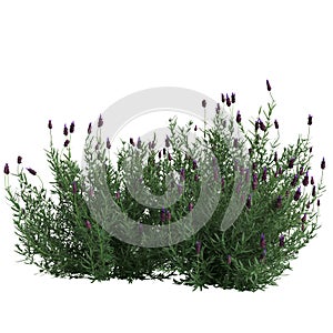 3d illustration of miscanthus floridulus bush isolated on black background