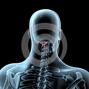 3d illustration of Obliquus rectus posterior major muscles anatomical position on xray body