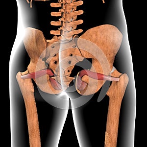 3d illustration of obturator internus muscles on xray body