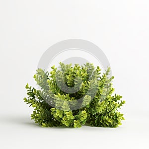 3d illustration of odora bush isolated on white background