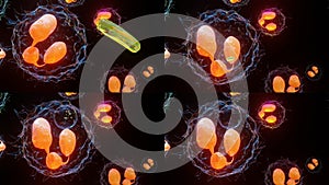 3d illustration of Osteoblaste and Osteoclaste, medically accurate, Bone modeling and remodeling