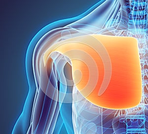 3D illustration of Pectoralis Major.