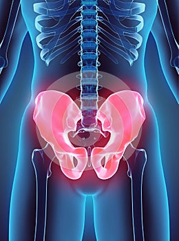 3D illustration of Pelvis, medical concept.