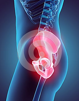 3D illustration of Pelvis, medical concept.