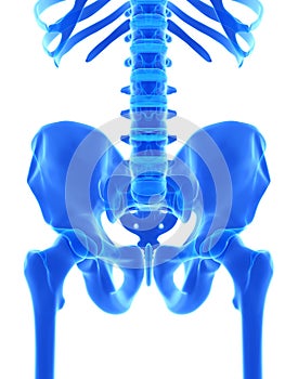 3D illustration of Pelvis, medical concept.