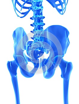 3D illustration of Pelvis, medical concept.