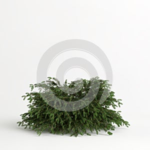 3d illustration of picea abies nidiformis isolated on white background