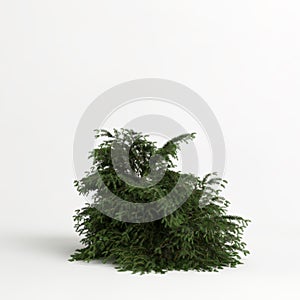 3d illustration of picea abies nidiformis isolated on white background