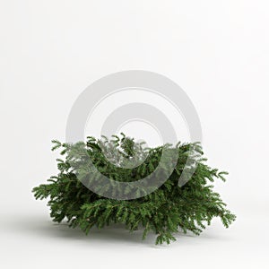3d illustration of picea abies nidiformis isolated on white background