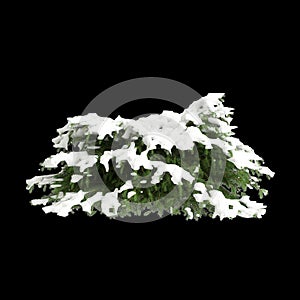 3d illustration of Picea abies Nidiformis snow covered tree isolated on black background