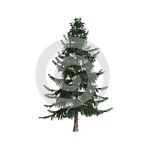 3d illustration of picea abies tree isolated on white background