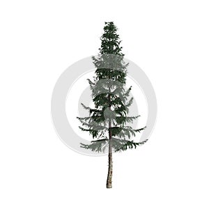 3d illustration of picea abies tree isolated on white background