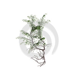 3d illustration of Picea breweriana tree isolated on white background