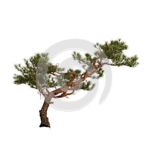 3d illustration of pine tree on rock isolated on white background