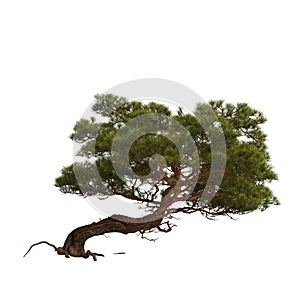 3d illustration of pine tree on rock isolated on white background