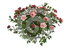 3D Illustration Pink Rose Bush on White