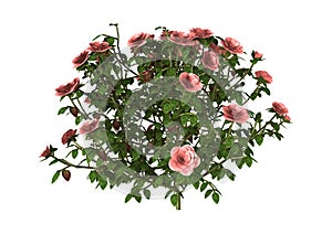 3D Illustration Pink Rose Bush on White