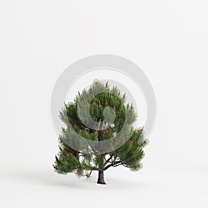3d illustration of pinus sylvestris tree isolated on white background