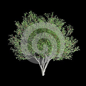 3d illustration of Pistacia lentiscus tree isolated on black background