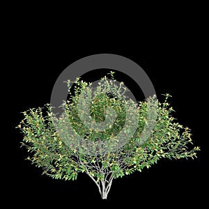 3d illustration of Pistacia lentiscus tree isolated on black background