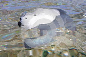 3D Illustration of a Polar Bear