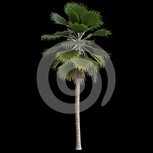 3d illustration of pritchardia pacifica palm isolated on black background