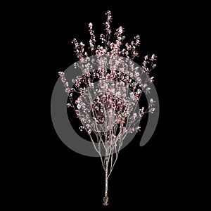 3d illustration of Prunus cerasifera flowering isolated on black background