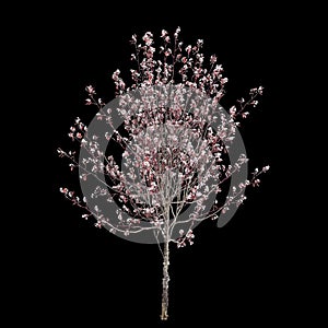 3d illustration of Prunus cerasifera flowering isolated on black background