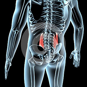 3d illustration of the quadratus lumborum muscles anatomical position on xray body