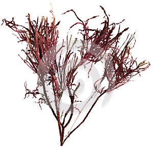 3d illustration of red alga gracilaria isolated on white background, ocean creatures