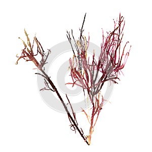 3d illustration of red alga gracilaria isolated on white background, ocean creatures