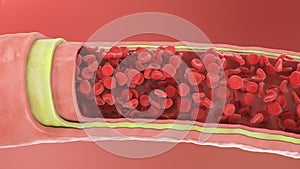 3d illustration of red blood cells inside an artery, vein. Healthy arterial cross-section blood flow. Scientific and