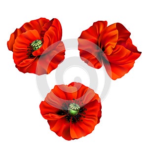 3d illustration of red poppy