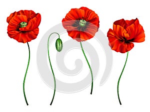 3d illustration of red poppy