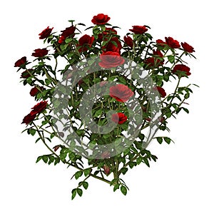 3D Illustration Red Rose Bush on White
