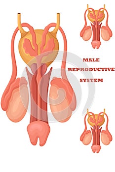 3D illustration of a reproductive system of men
