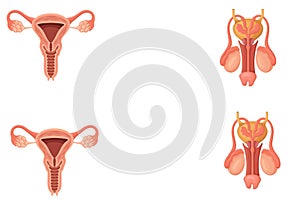 3D illustration of a reproductive system of women and men