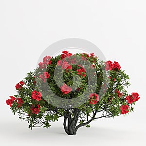 3d illustration of rhododendron bush with red flower isolated on white background