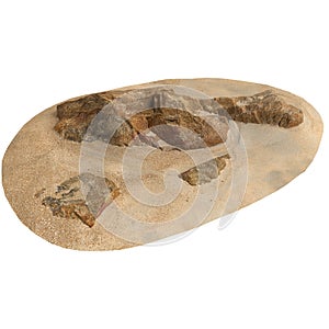 3d illustration of rocks on sand shelf isolated on white background