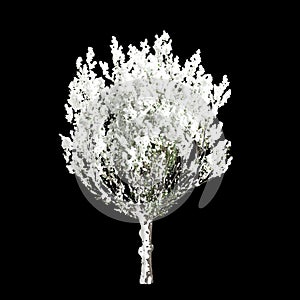 3d illustration of Salix caprea snow covered tree isolated on black background